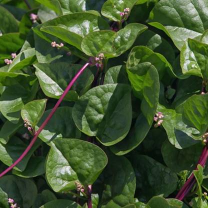ActrovaX Malabar Spinach Red Stem Seed