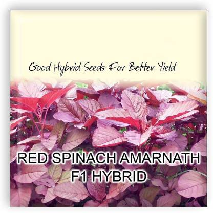 VibeX Red Spinach Amarnath F1 Hybrid Imported Vegetable Seeds Seed
