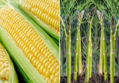 VibeX ® VXL-1114 F1 Hybrid Sweet Corn and Asparagus UC 155 Seeds Seed