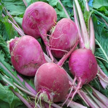 VibeX ® XLS-374 Turnip seed color purple Seed