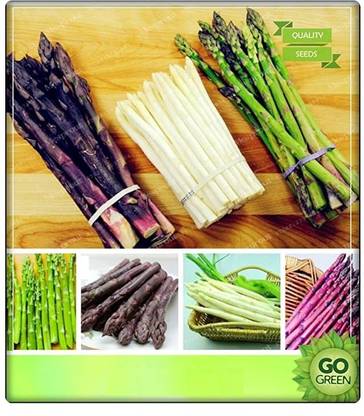 VibeX ™ VXL-193 Kitchen Garden Asparagus Seeds Seed