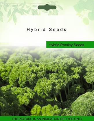 VibeX ® GXL-182-F1 Hybrid Parsley Seeds Seed