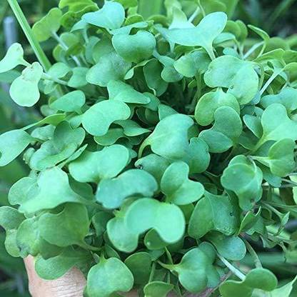 VibeX Kale Brassica Green Curly sprouting Microgreens seeds Seed