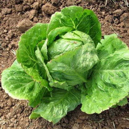 VibeX ® VXI-147 F1 HYBRID ICEBERG LETTUCE SEEDS SALAD Seed