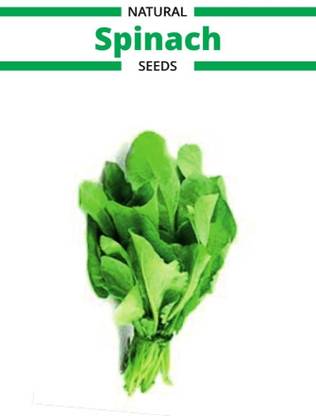 VibeX Palak Seeds Spinach Vegetable-25 Seeds Seed