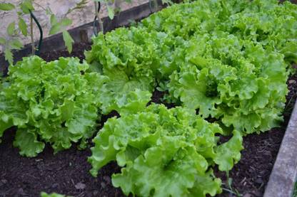 VibeX ® VXI-485 GREENS Seeds Lettuce Green (Ice Berg) Organic F1 Hybrid Seeds Seed