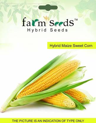 VibeX ™ VXL-865 FARM SEEDS Hybrid Maize Sweet Corn 1 Packet Seeds Seed