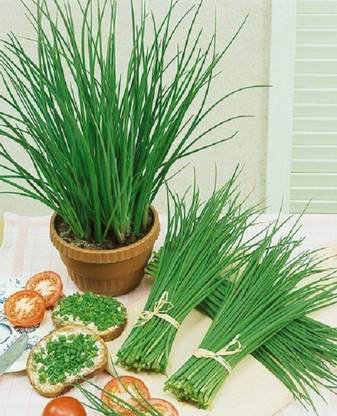ActrovaX Herbal Plants For Growing - Garlic Chives [8000 Seeds] Seed