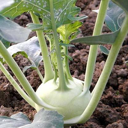 ActrovaX XXX Organic Desi Khol Khol White [1000 Seeds] Seed