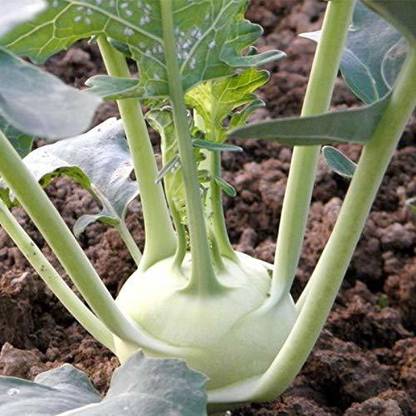 Qualtivate ® Hybrid Knol Khol White Vegetable Seeds-200 Seed Seed