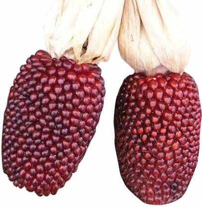VibeX Strawberry Corn Seed