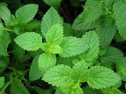 VibeX ® VXL-35 Herb Yielding Seeds - Pudina Kitchen Garden Pack Seed