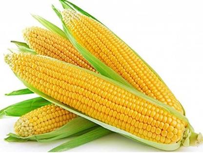 VibeX DELHI Sweet Corn Hybrid Variety Seed