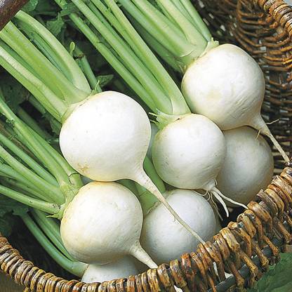 VibeX ™ XLS-93 Seven Top Turnip Vegetable Seeds Seed