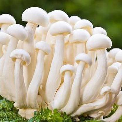 NSKON MUSHROOM PLANT Seed