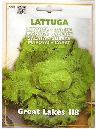 CRGO Lettuce ® Seeds -VXI-547 Seed