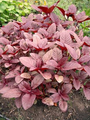 VibeX Hybrid High Yield Amaranthus Leaf Seed-30 Seeds Seed