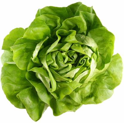 Qualtivate ™ Limestone Bibb Lettuce Seeds(50 Seeds) Seed