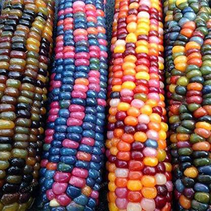 WILLVINE Rainbow Seed