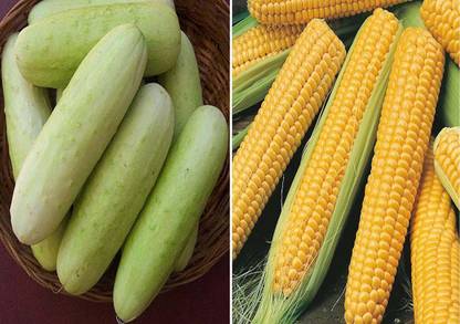VibeX Cucumber White Long and F1 Hybrid Sweet Corn Seed