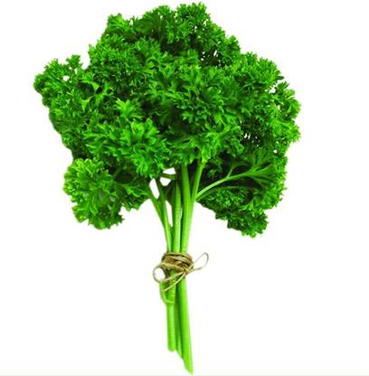 VibeX ® GXL-82-Treated Organic Parsley Seeds Seed