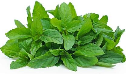 VibeX ™ VXL-284 PEPPERMINT SEEDS Seed