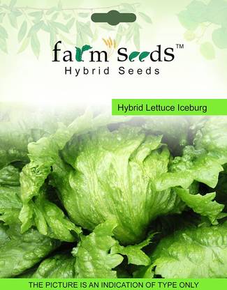 VibeX ® VXI-115 SEEDS Hybrid Lettuce Iceburg 1 Packet Seeds Seed