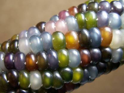 VibeX ™ VXL-51 Glass Gem Indian Corn Heirloom Seed Seed