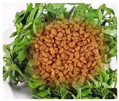 Qualtivate Methi Fenu Greek Seeds Ancient Spice Plant Seeds Seed