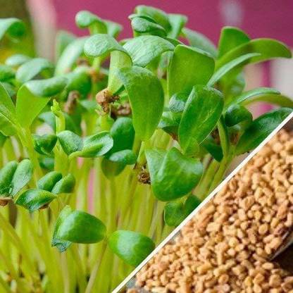 VibeX ® VXI-257 Hybrid Fenugreek Seeds - Methi Fenu Greek Seeds Herb Seed
