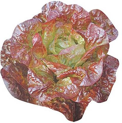 VibeX ® VXI-245 Hamburg butter lettuce seed Seed