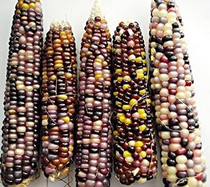 VibeX Heirloom Indian Corn Non-Gmo Seeds Seed