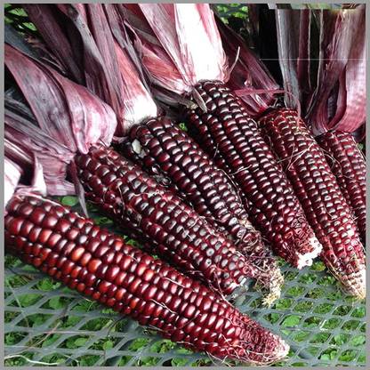 VibeX Hybrid Red Corn (maize) Traditional Seeds Seed