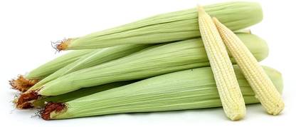 VibeX ® VXL-892 Organic Baby Corn, Zea Mays, Baby Corn Vegetable Seeds Seed