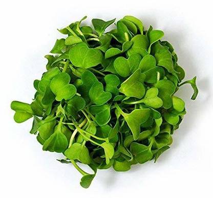 VibeX Kale Brassica Seed