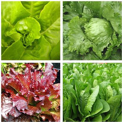 VibeX ™ VXI-454 Lettuce Seeds Combo - Romanie Lettuce, Iceberg Lettuce, Buttercrunch Lettuce, Cimmaron Lettuce Seed