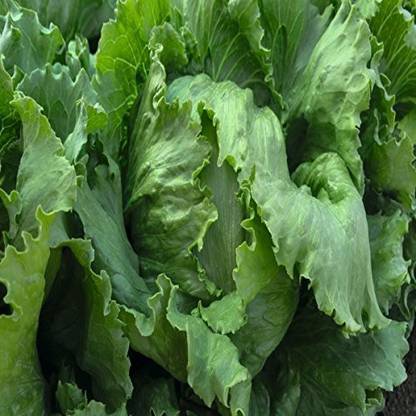 VibeX ® VXI-225 Seeds Lettuce F1 Hybrid Seed