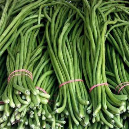VibeX LOBIA, BEANS, DESI BEANS Seed