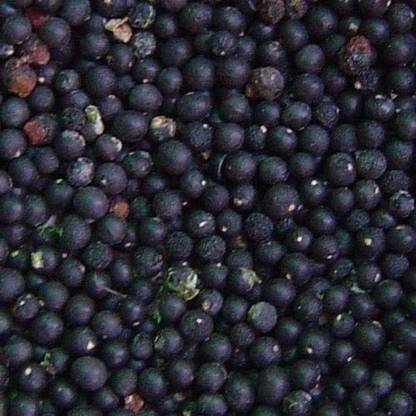 VibeX ASPARAGUS Seed