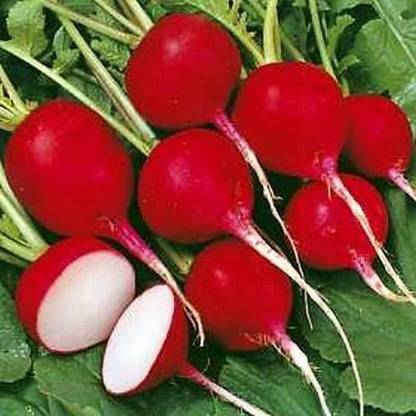 ActrovaX Vegetable Red Turnip (Shalgam) - Turnlip [1000 Seeds] Seed