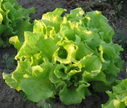 VibeX ® VXI-421 Black Seeded Simpson Lettuce Seeds Seed