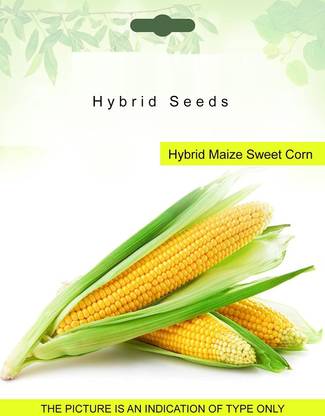 VibeX ™ VXL-85 Hybrid Maize Sweet Corn Seeds Seed