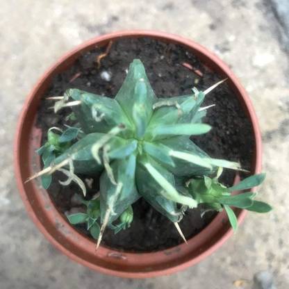 Vijay Sales Euphorbia Plant