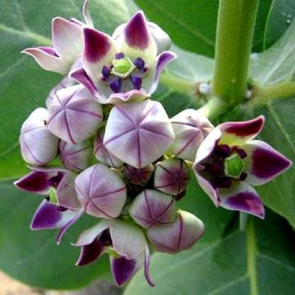 Greenwill Blue Calotropis gigantea Flower Seeds Seed