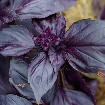 VibeX ® VXI-332-Organic Herb Seeds Red Basil For Home Gardening Planting Seed