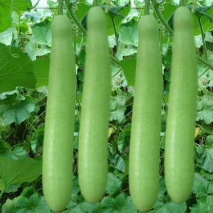 DIOART XVXV-™F1 HYBRID LOKI SEEDS-175-X-SEEDS-217 Seed