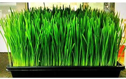 VibeX ® VXI-102-Wheatgrass Seeds - Wheatgrass Microgreens Seeds Seed
