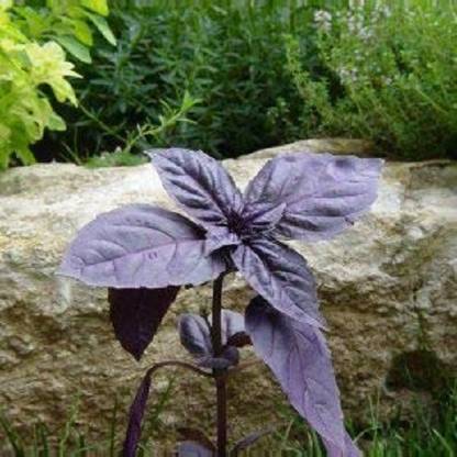 VibeX VXI-362-Home Gardening Red Basil Organic Herb Seeds Seed