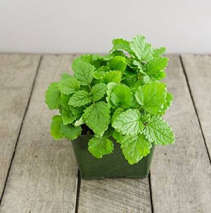 VibeX Lemon Balm - Mosquito Repellent Plant Seeds Seed