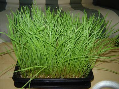 VibeX ® VXI-558-Vegetable Seeds Fiber Cat Grass Seeds - Wheatgrass Microgreens Seed